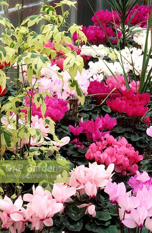 Cyclamen persicum F1 hybrids in pots on glasshouse staging