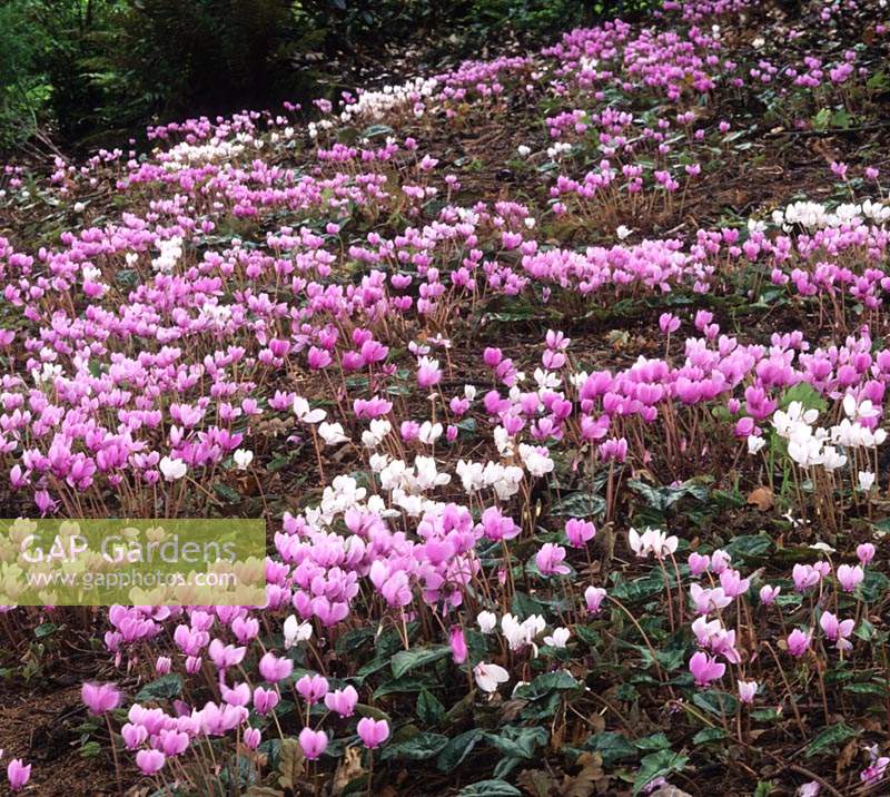 RHS Wisley Surrey drift of Cyclamen hederifolium