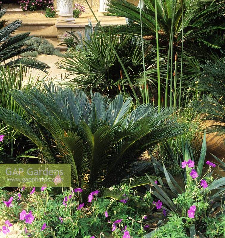 Chelsea FS 2003 design Simon Scott Japanese sago palm Cycas revoluta Cyperus papyrus Geranium Chamaerops Humilis
