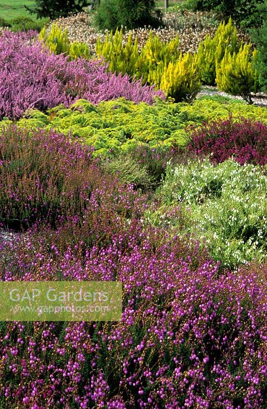 Valley Gardens Surrey Daboecia cantabrica varieties