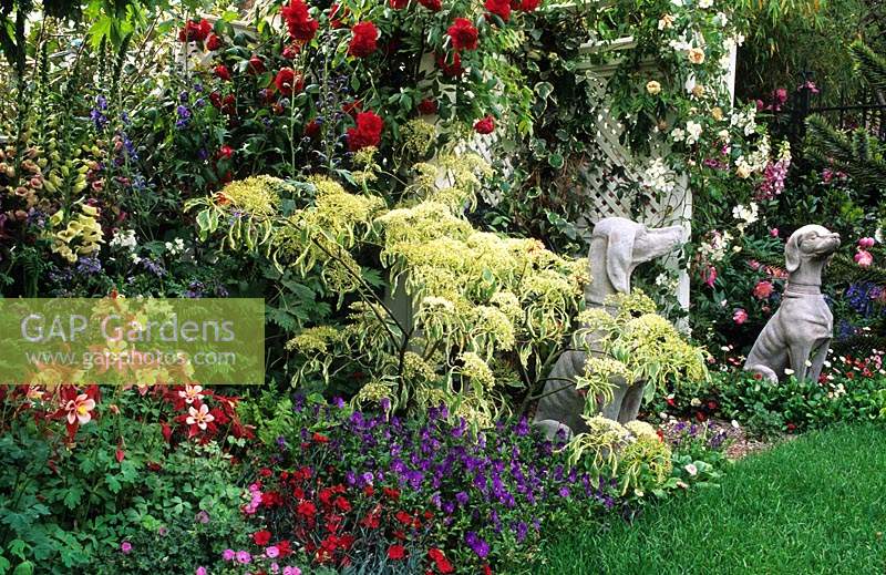 Cornus controversa Variegata Aquilegia Viola Dianthus Bellis Rose stone dog statues covered seat garden scene