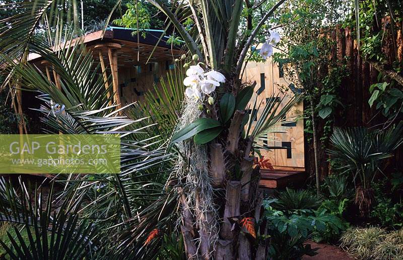Chelsea FS 2006 Garden Africa Design Kent Ross Allan Phalaenopsis orchid growing in palm tree