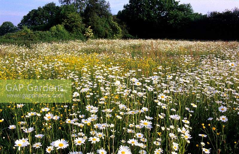 The Oast Houses Hampshire wildflower meadow with ox eye daisies and buttercups