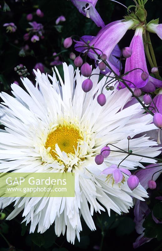 shasta daisy Leucanthemum superbum Aglaia