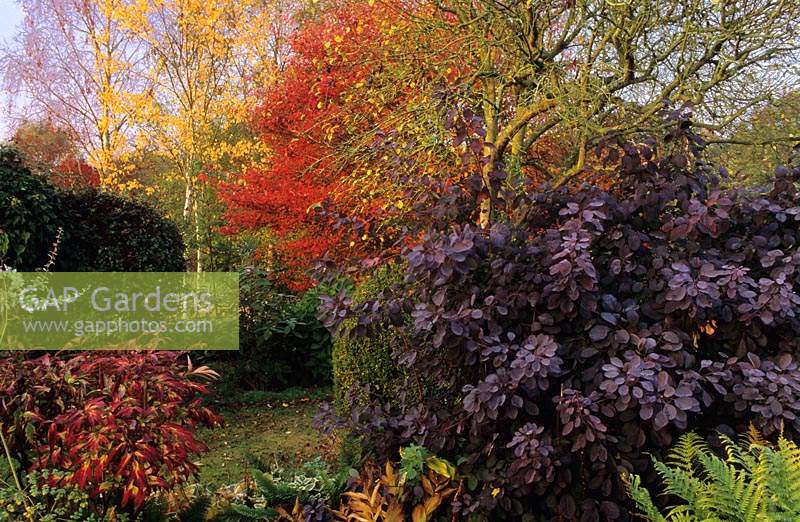 Eastgrove Cottage garden Worcestershire autumn colour