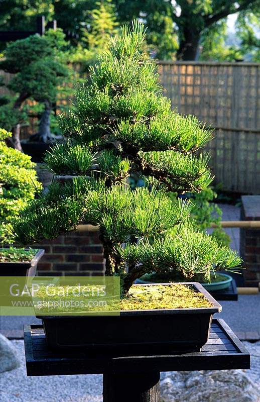 RHS Wisley Surrey bonsai pine tree Pinus tunbergii