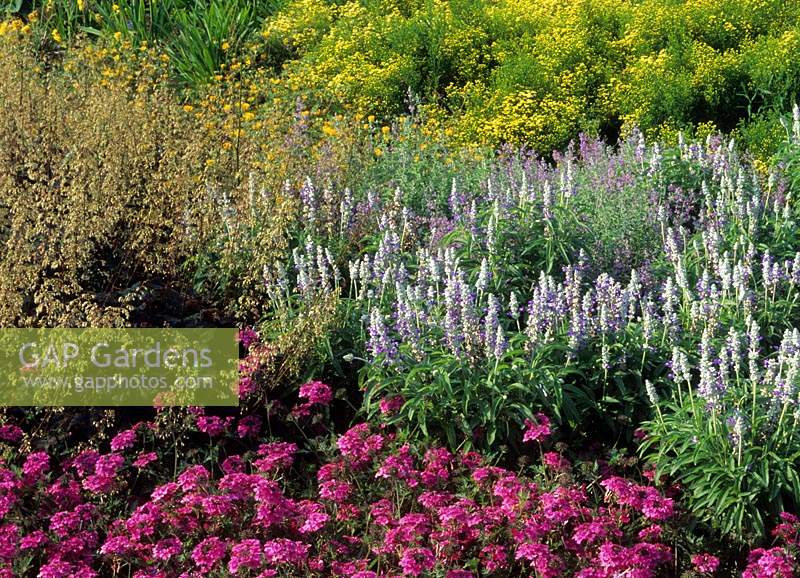 RHS Wisley Surrey mixed herbaceous border Salvia farinacea Strata Heuchera Palace Purple Verbena x Solidaster luteus