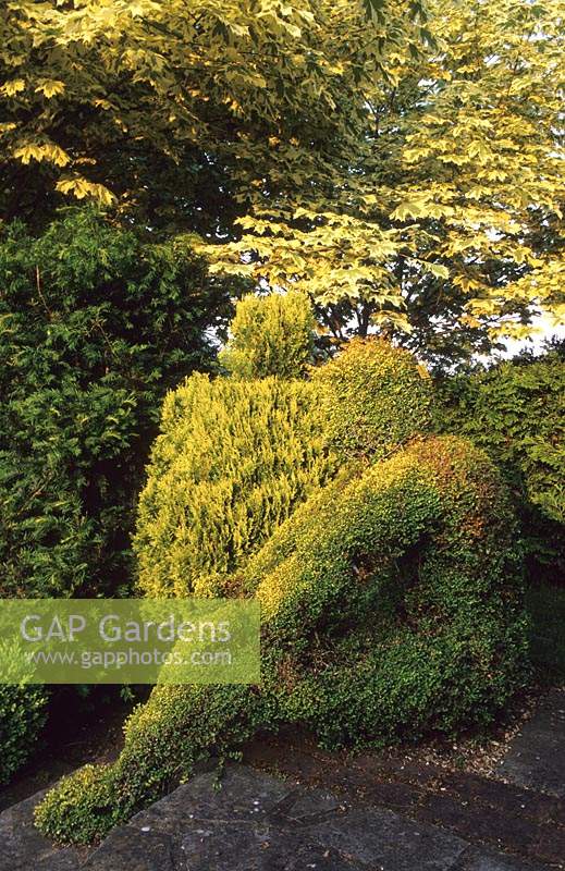 Tilford Cottage Surrey Lonicera nitida topiary figure Yew hedge Acer drummondii