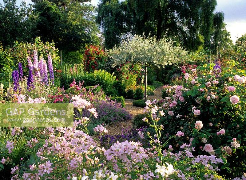 The Anchorage Kent Pyrus salicifolia Pendula in formal garden with mixed borders of roses and perennials