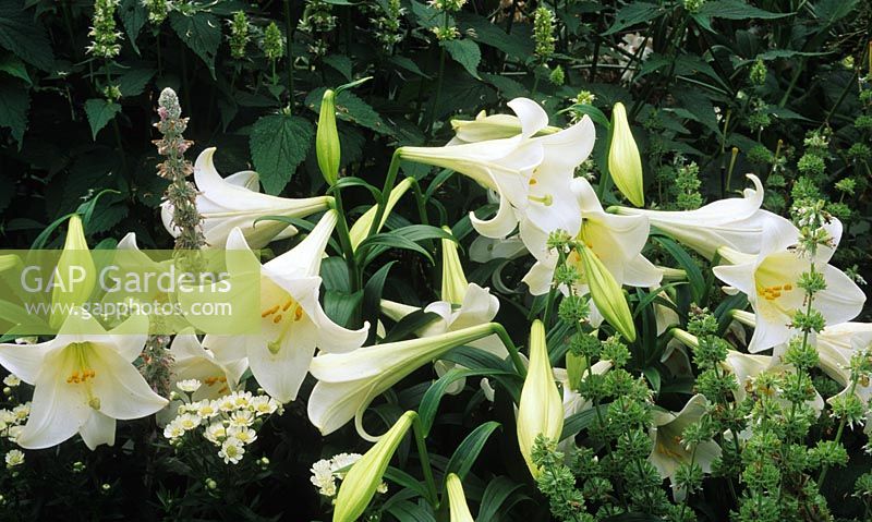 white lily Lilium longiflorum