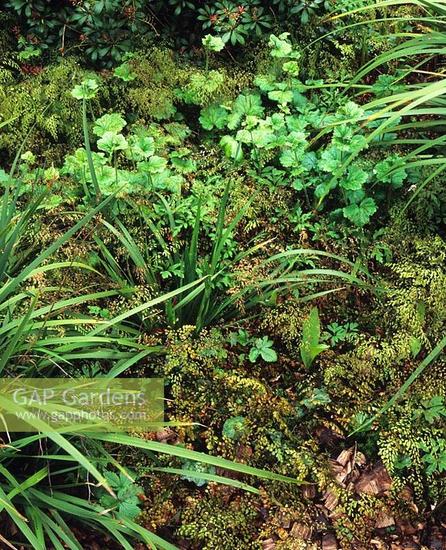 Maidenhair fern Adiantum venustum