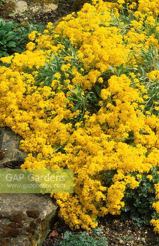 Gold dust Aurinia saxatilis Sulphurea syn Alyssum  evergreen summer flower perennial May yellow garden plant