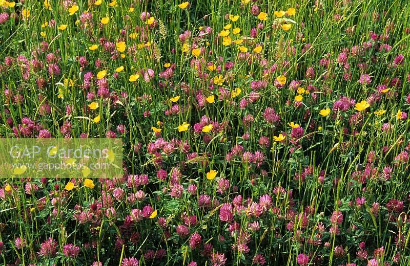 RHS Wisley Surrey summer wildflower meadow with buttercups and red clover garden plant combination