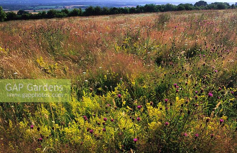 summer wildflower meadow Sussex downs with Knapweed cloud grass yarrow lady s bedstraw