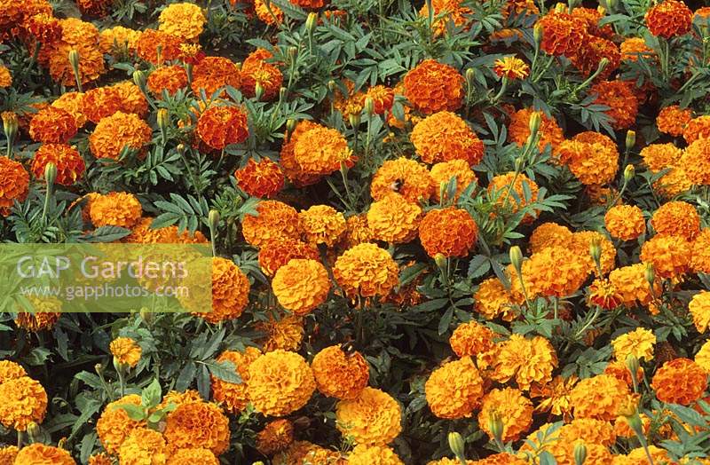 French Marigold Tagetes Seven Star Red