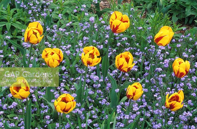Tulipa 'Keizerskroon' with forget me nots in Spring bedding border