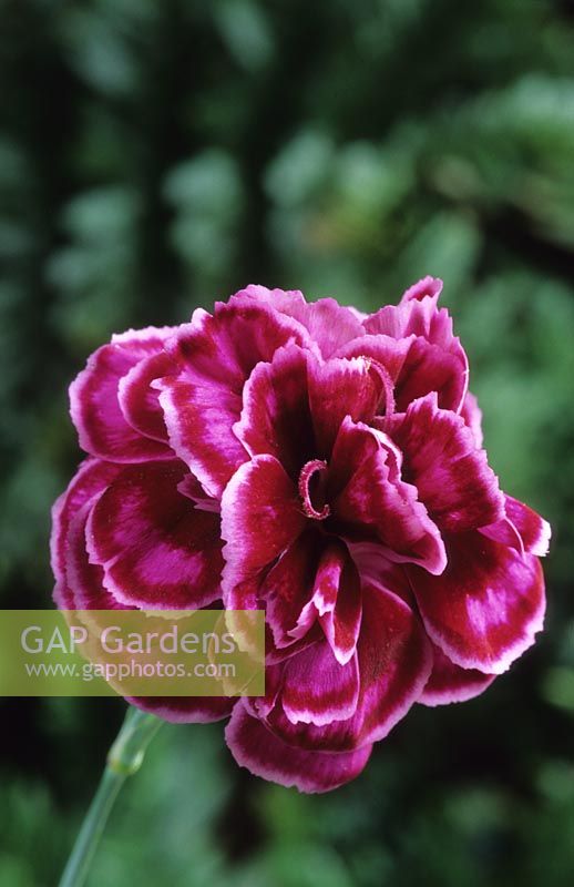 old fashioned pink Dianthus Laced Monarch