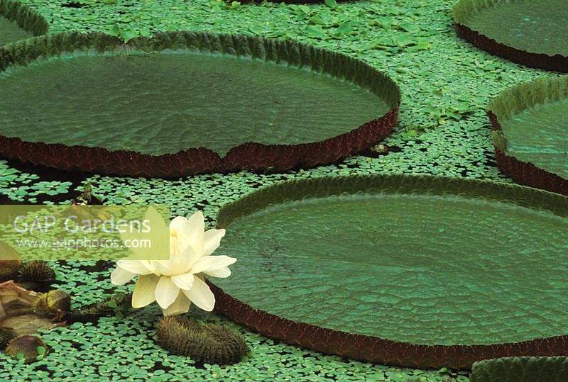 Victoria amazonica Longwood Hybrid Amazon water lily shot at Kew Gardens
