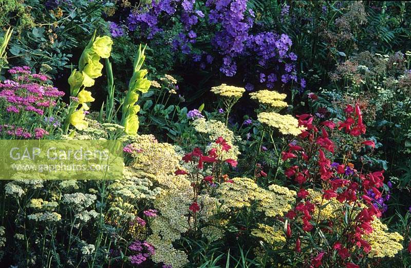 private garden Sussex Achilleas Penstemon Phlox Gladiolus