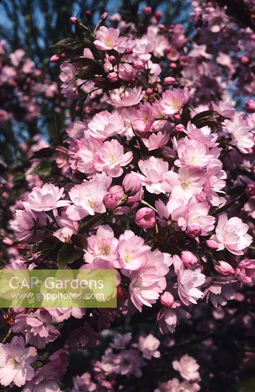 flowering cherry Prunus serrulata Yae murasaki