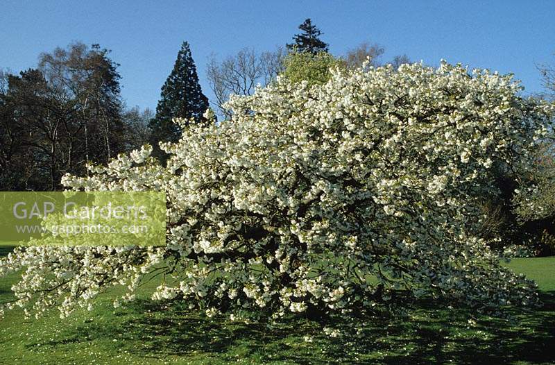 RHS Wisley Surrey flowering cherry tree Prunus serrulata Shirotae