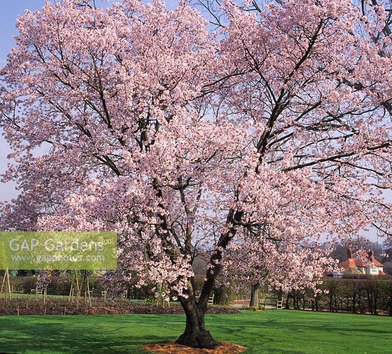 RHS Wisley Surrey flowering cherry tree Prunus avium Plena