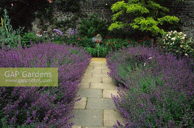 Parham Sussex path lined with catmint Nepeta x faassenii