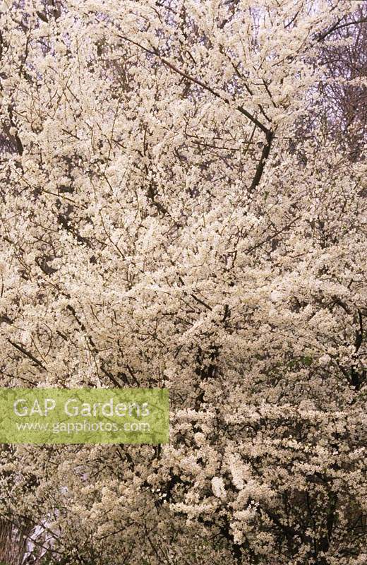 flowering cherry tree blackthorn Prunus spinosa