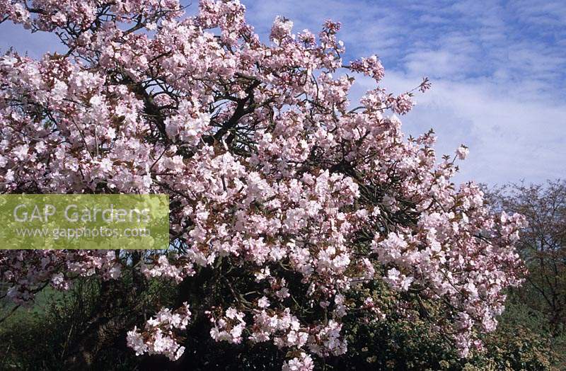 flowering cherry tree Prunus serrulata Taoyame