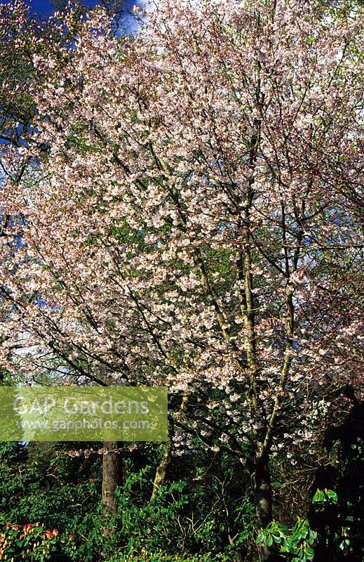 flowering cherry tree Prunus serrulata Autumn Glory