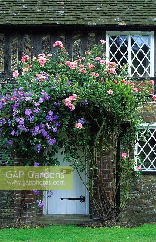 small cottage front garden with rose Rosa 'Bantry Bay' and Clematis 'Perle D'Azur' growing round front door po