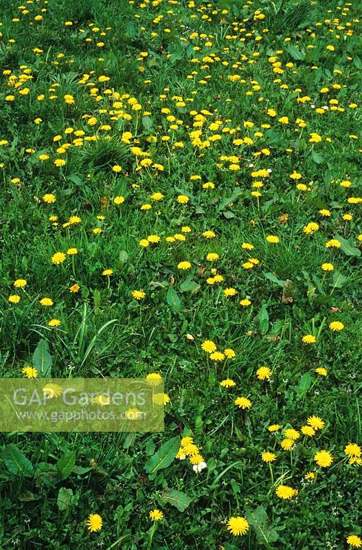 dandelions and other wild flower in lawn
