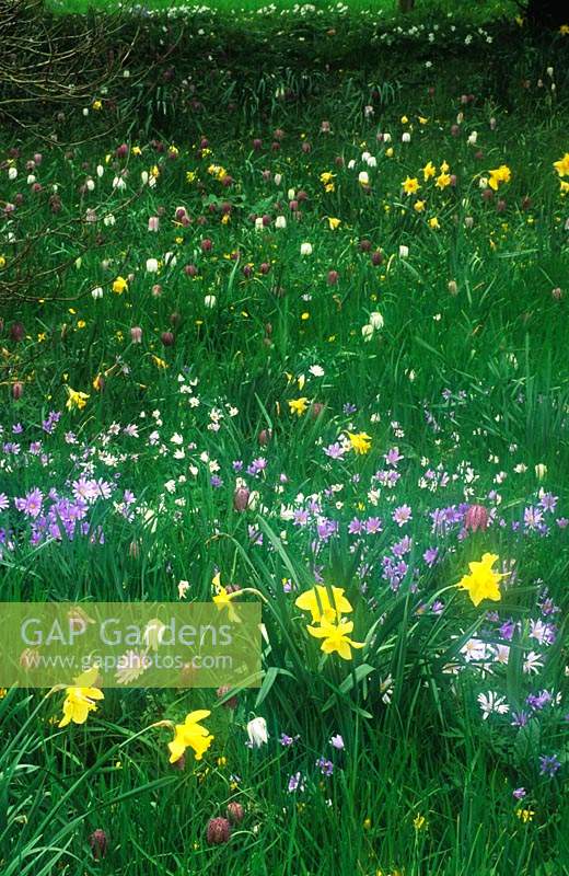 private garden Surrey Spring meadow with Narcissus Anemone blanda and Fritillaria meleagris