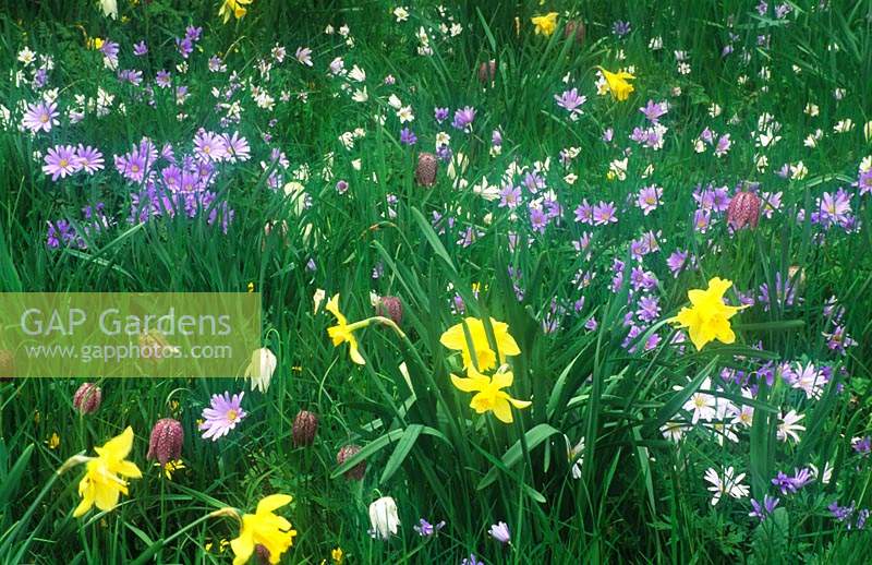 private garden Surrey Spring garden meadow with Narcissus Anemone blanda and Fritillaria meleagris April