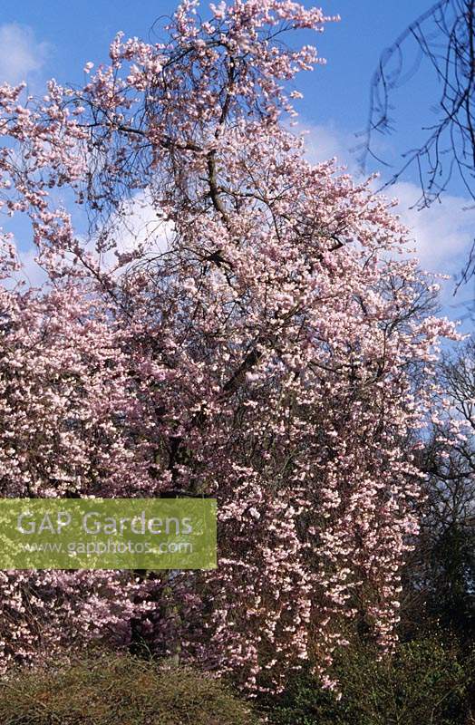 flowering cherry tree Prunus Accolade