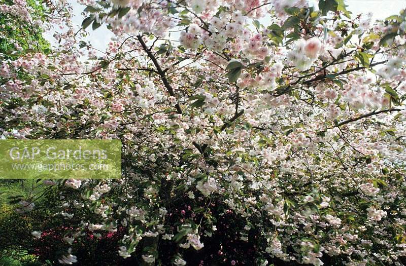 flowering cherry tree Prunus Shirofugen