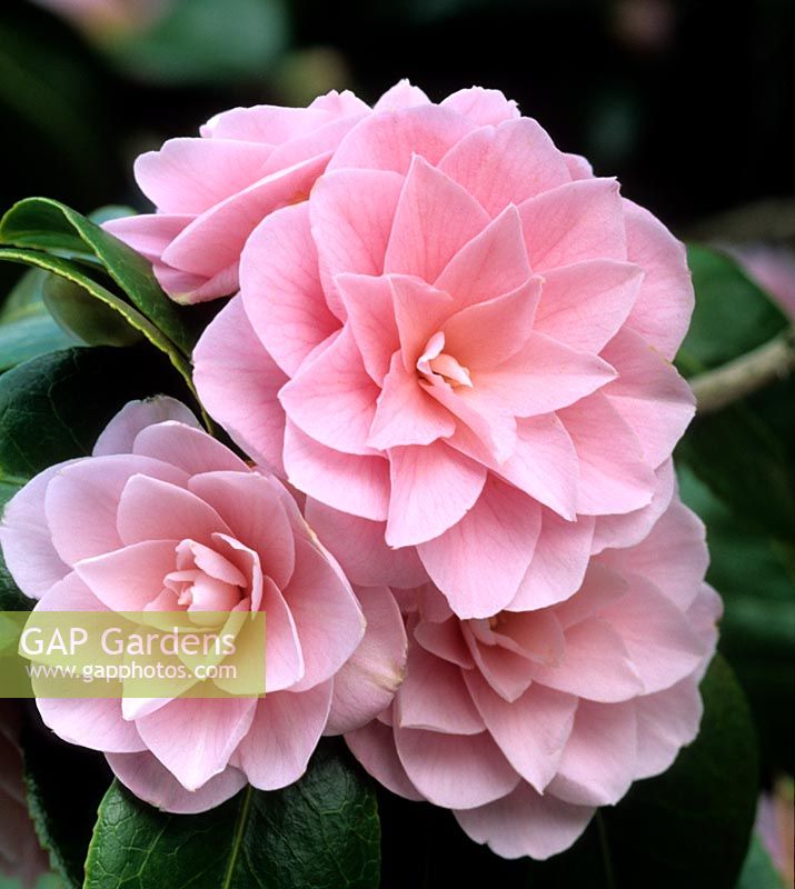 Camellia japonica Pink Perfection
