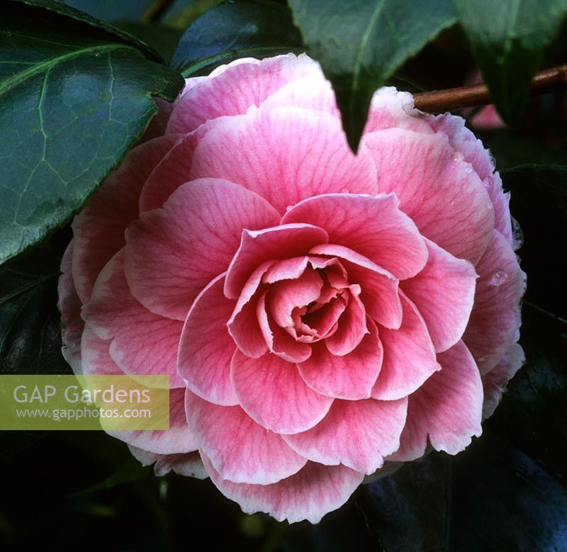 Camellia japonica Eugene de Massena