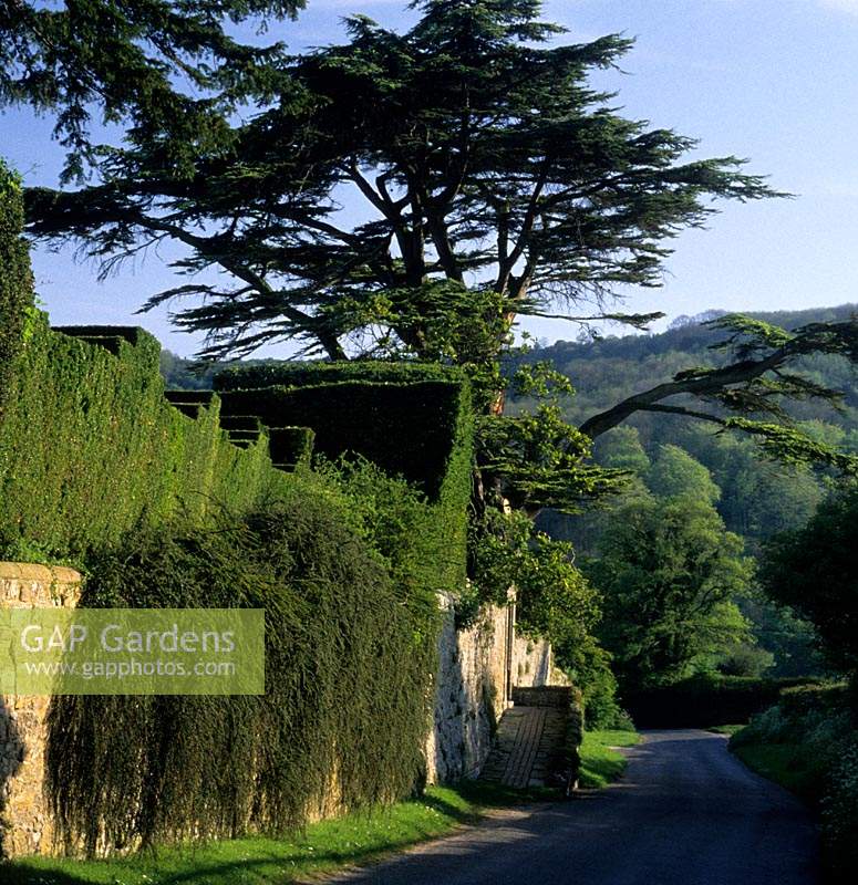 Private garden Sussex castellated yew hedge above wall with Cedar of Lebanon behind
