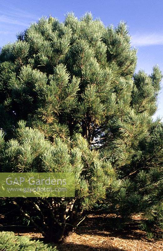 Pinus nigra Globosa