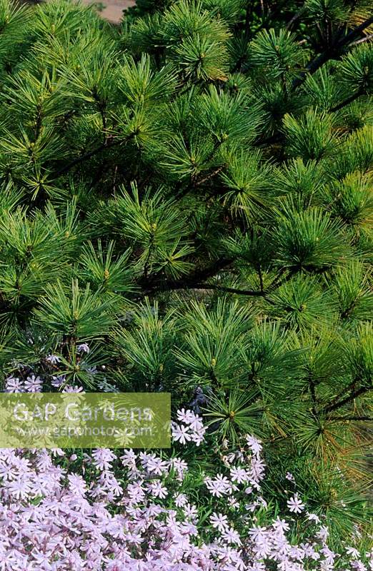 Pinus strobus Radiata Phlox Petticoat