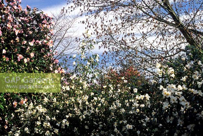 Camellia 'Cornish Snow' and 'Donation' under an Acer negundo Violaceum