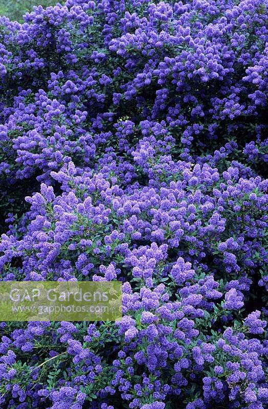 California lilac Ceanothus 'Concha'