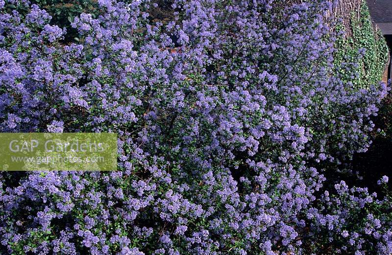 California lilac Ceanothus Blue Buttons