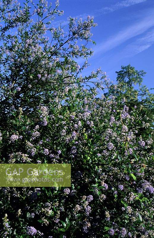 California lilac Ceanothus Edinburgh