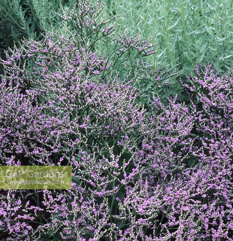 sea Lavender Limonium latifolium