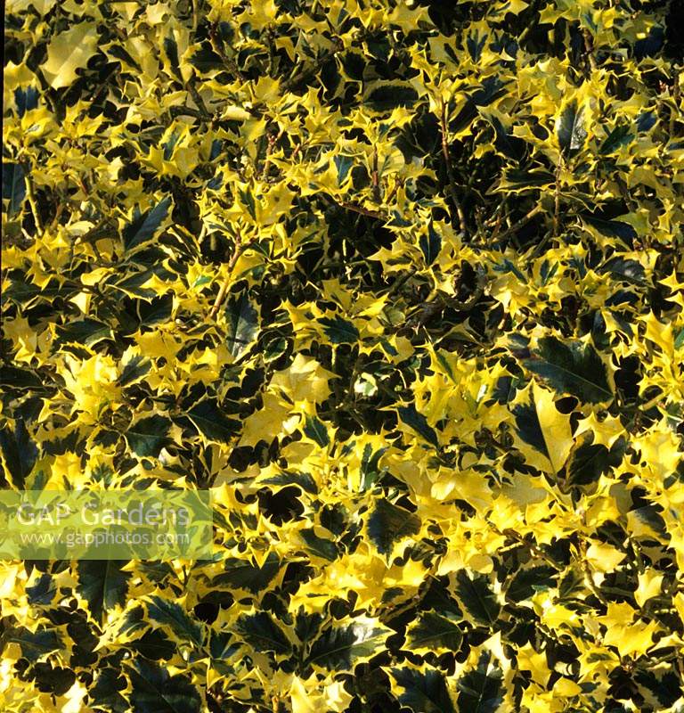 holly Ilex aquifolium 'Golden Queen'