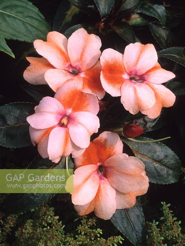 Busy Lizzie Impatiens New Guinea hybrid group Sunglow