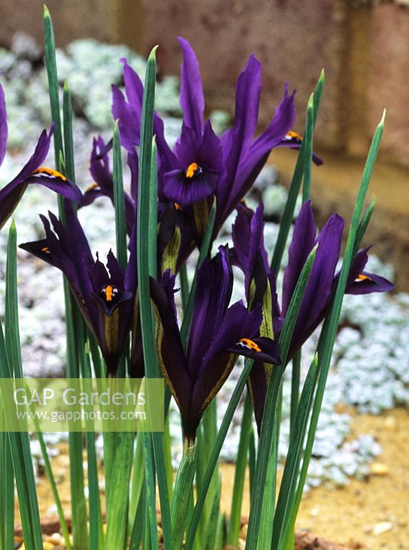 Iris reticulata J S Dijt