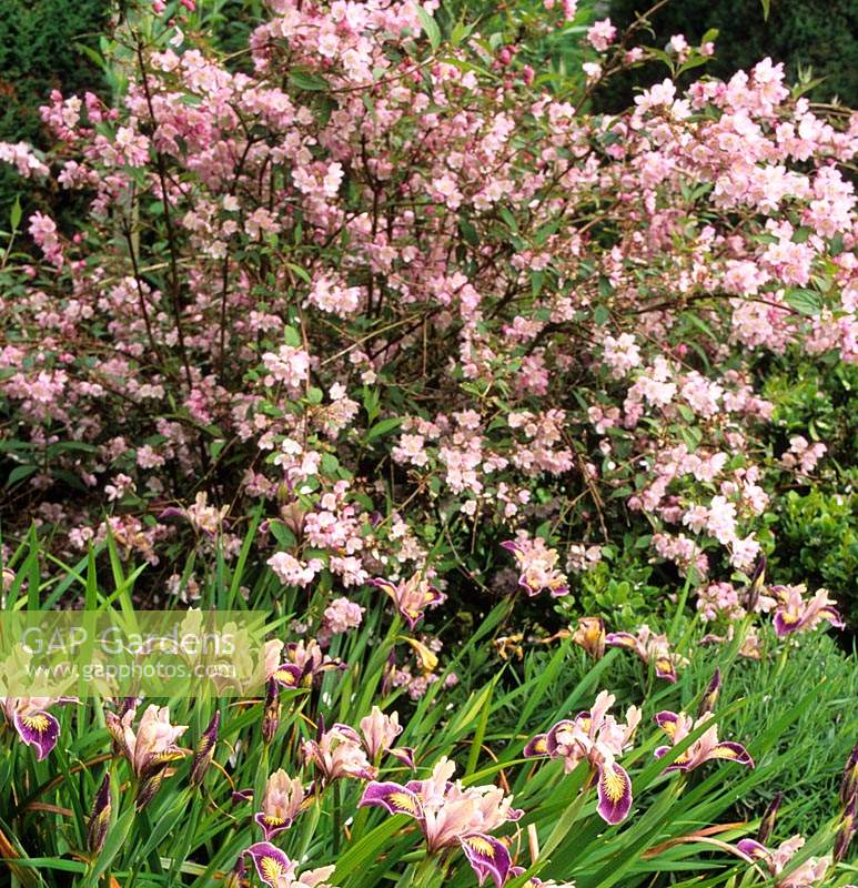 Deutzia kalmaeflora with Iris Pacific Coast Hybrid syn Iris Californian Hybrid